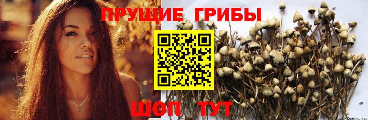 Галлюциногенные грибы Cubensis Крымск